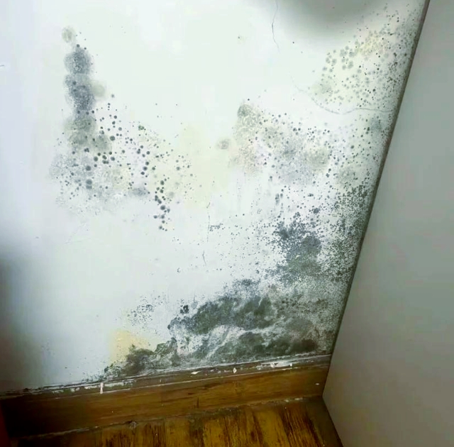 墙体发霉是漏水还是湿度问题